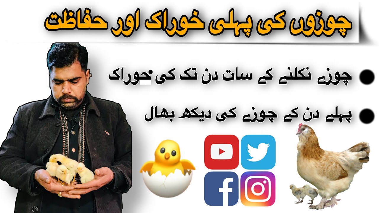 How to care Day old Chicks | Aseel Chicks First Feed And Care Information By Ustad Saleem JoGi