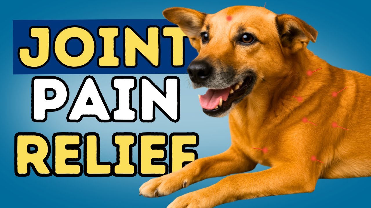 Acupressure for Dog Arthritis: 5 Easy Points to Relieve Joint Pain