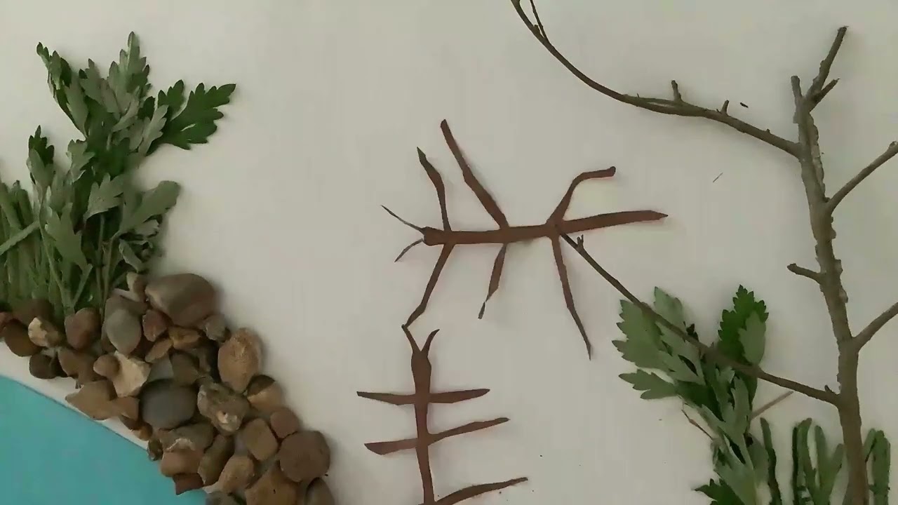 A Stick Bugs Life