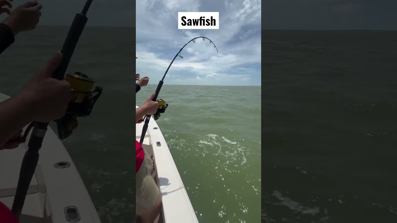 Fighting a prehistoric sawfish !!!￼