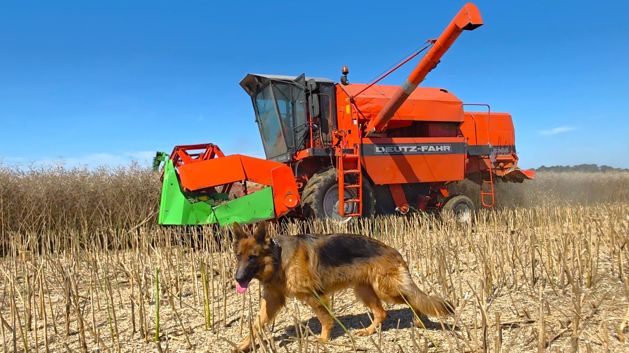 Deutscher Schäferhund bewacht den Deutz-Fahr M 2385 Mähdrescher beim Raps dreschen!