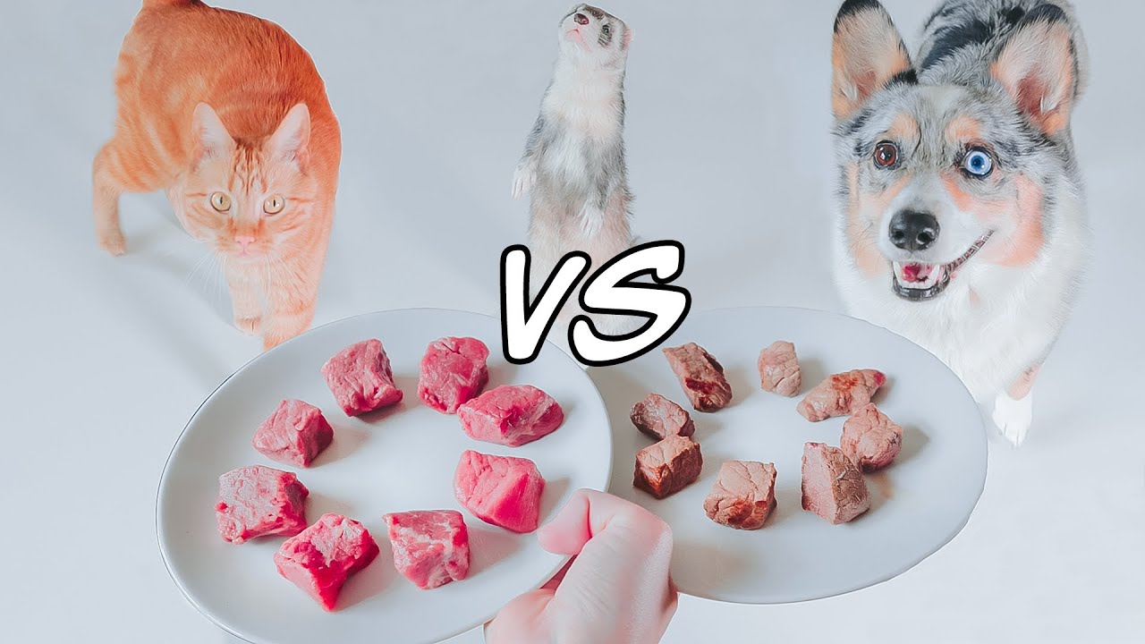 Raw Vs Cooked Meat - Raw Fed Pets Choose