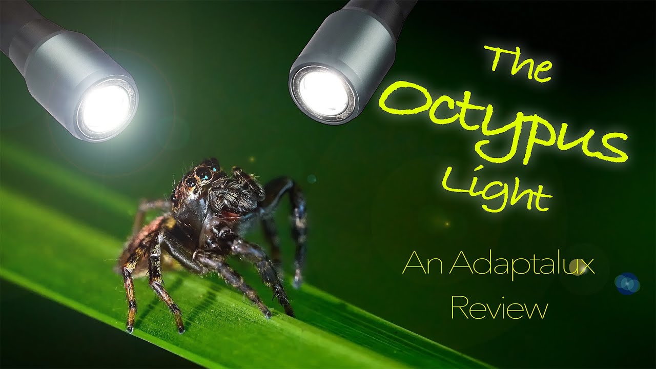 The Octypus Light - An Adaptalux Review