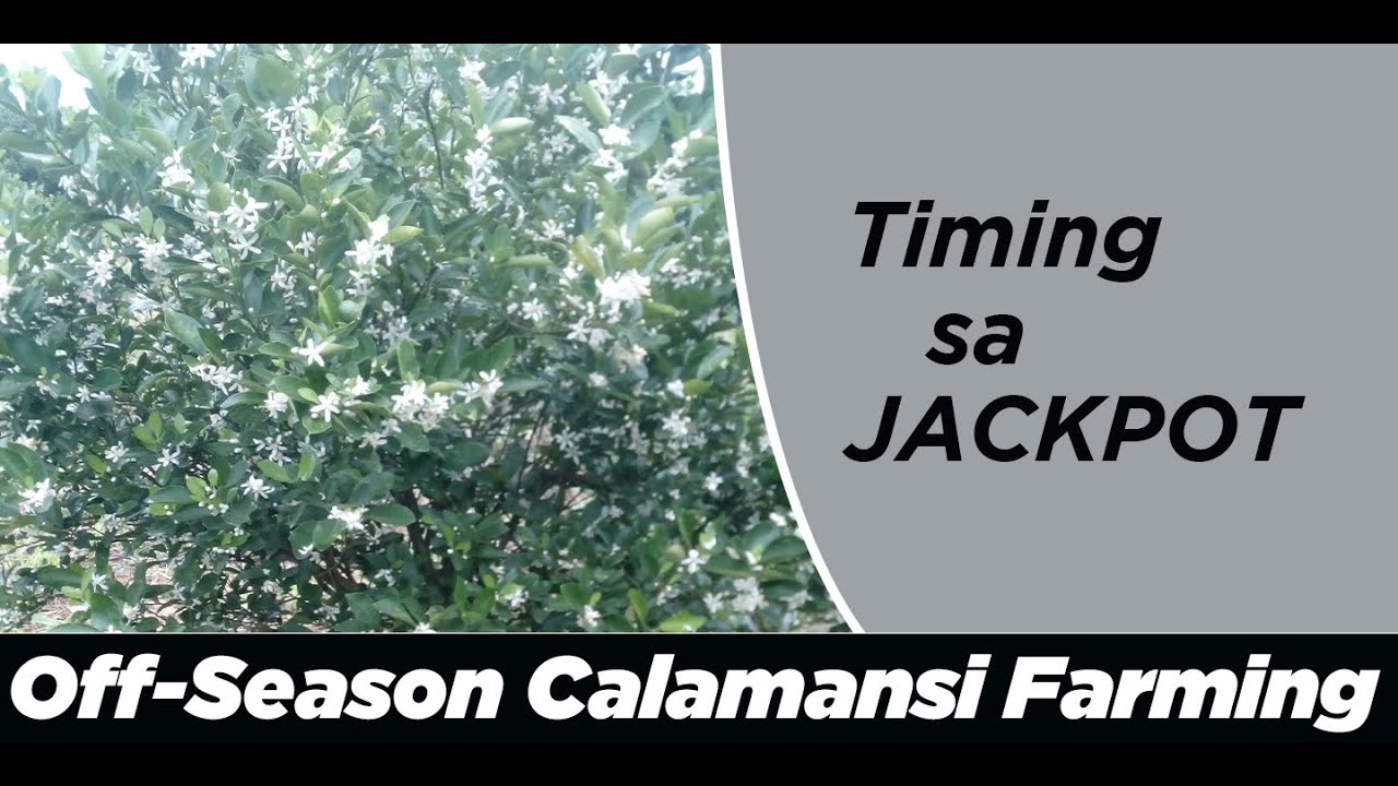 OFFSEASON CALAMANSI FARMING EP 7 Paghahanda sa Pagpapabunga sa Ikatlong Taon