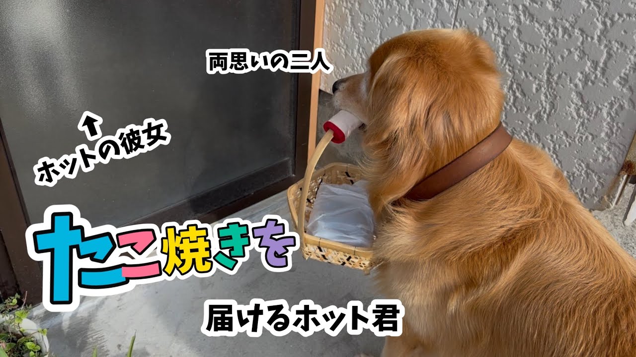 【両思いの二人が可愛すぎる】引っ越しして来たワンちゃんに『たこ焼き』を届けるホット君