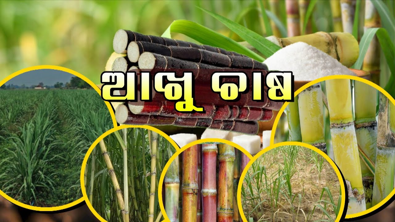 Krushi Darshan || Phone in Live || Akhu Chasa || 14th Oct 2025 @6pm