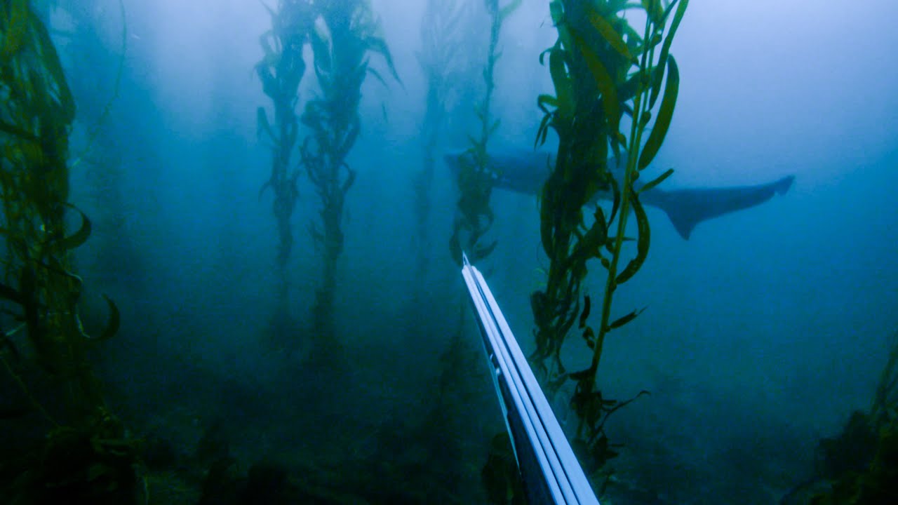 Palos Verdes 2021 - Shore Dive SPEARFISHING