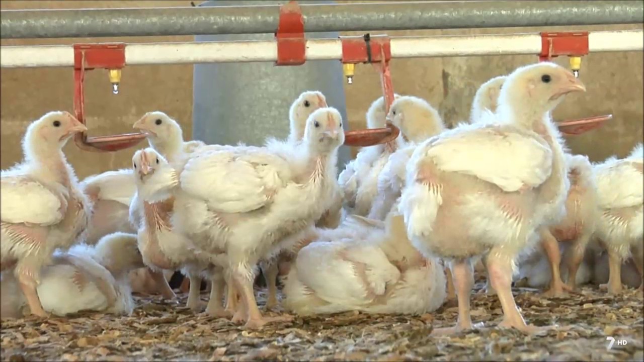 ¿Cómo se crían pollos para alimentación?