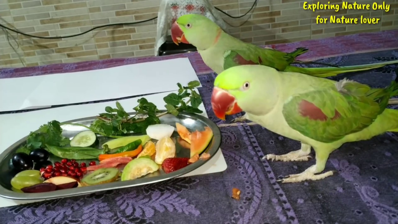 Parrot favourite fruits | तोतो को कौन से फ्रूट पसन्द है | parrot eat 11 fruit 9 vegetables