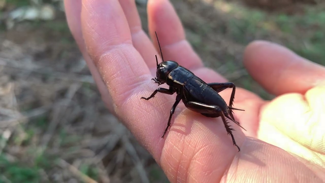 Black Field Cricket in Winter 4K 60FPS