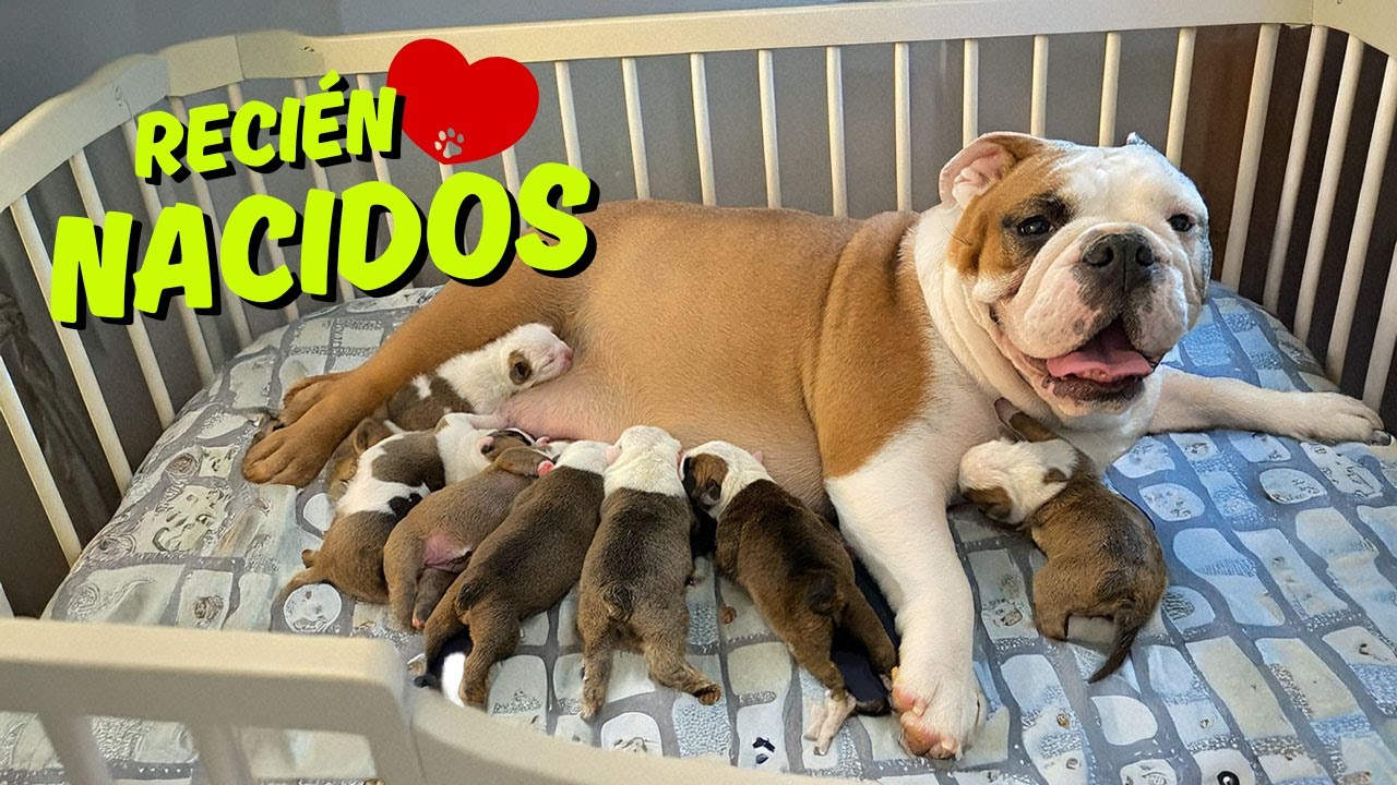 Así son las primeras 24 horas de un Bulldog Inglés recién nacido 🐾