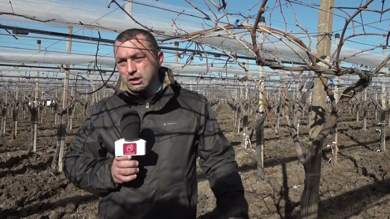 Visita Dimostrativa   La potatura del vigneto  ad uva da tavola apirena   Azienda Lamascese