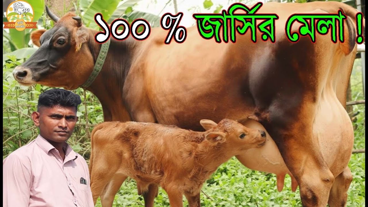 100 % জার্সির মেলা ! আজকের করা সবচেয়ে কম দামে জার্সি মাত্র ১ লাখ ৫৫ হাজারে বাচ্চাসহ ১৫ লিটার গাভী