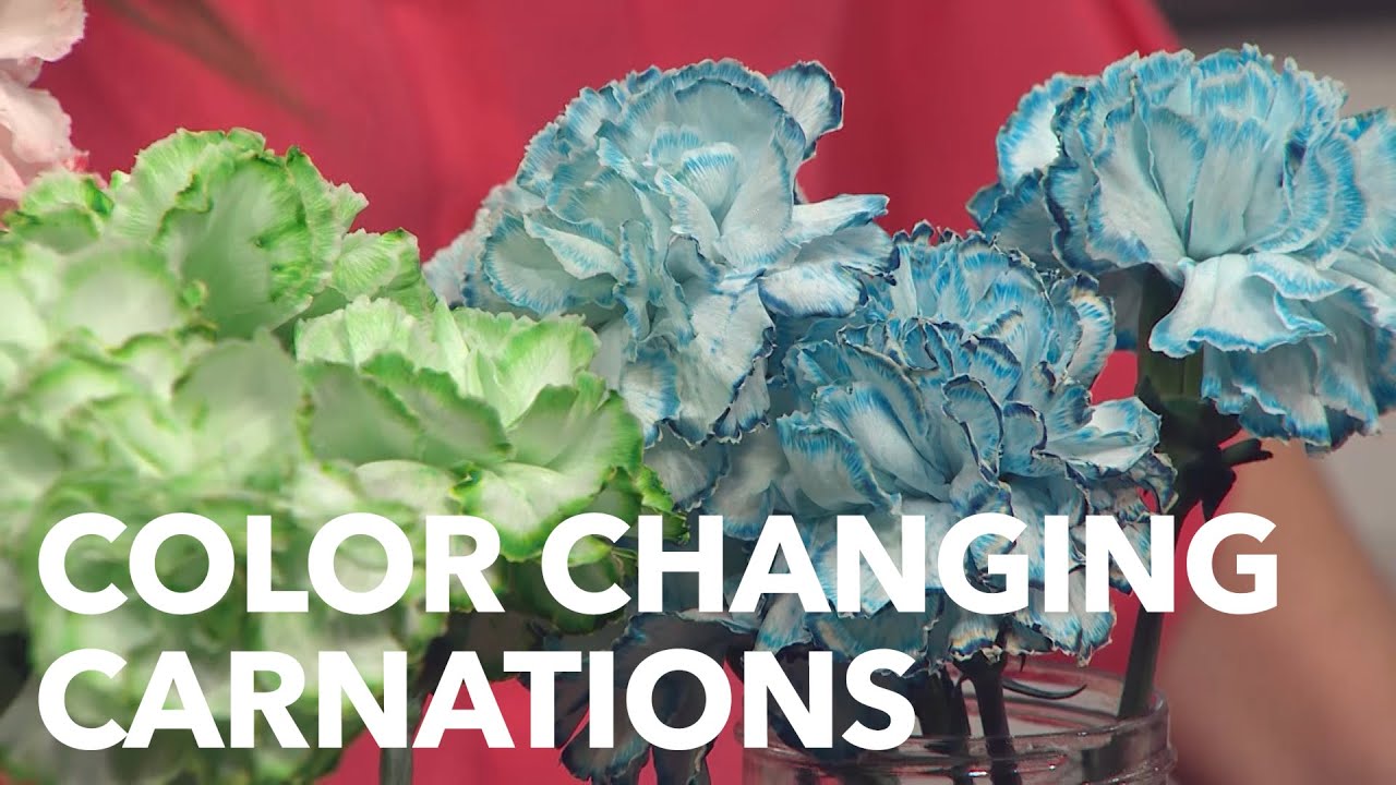 Best Color Changing Carnations - Steve Spangler