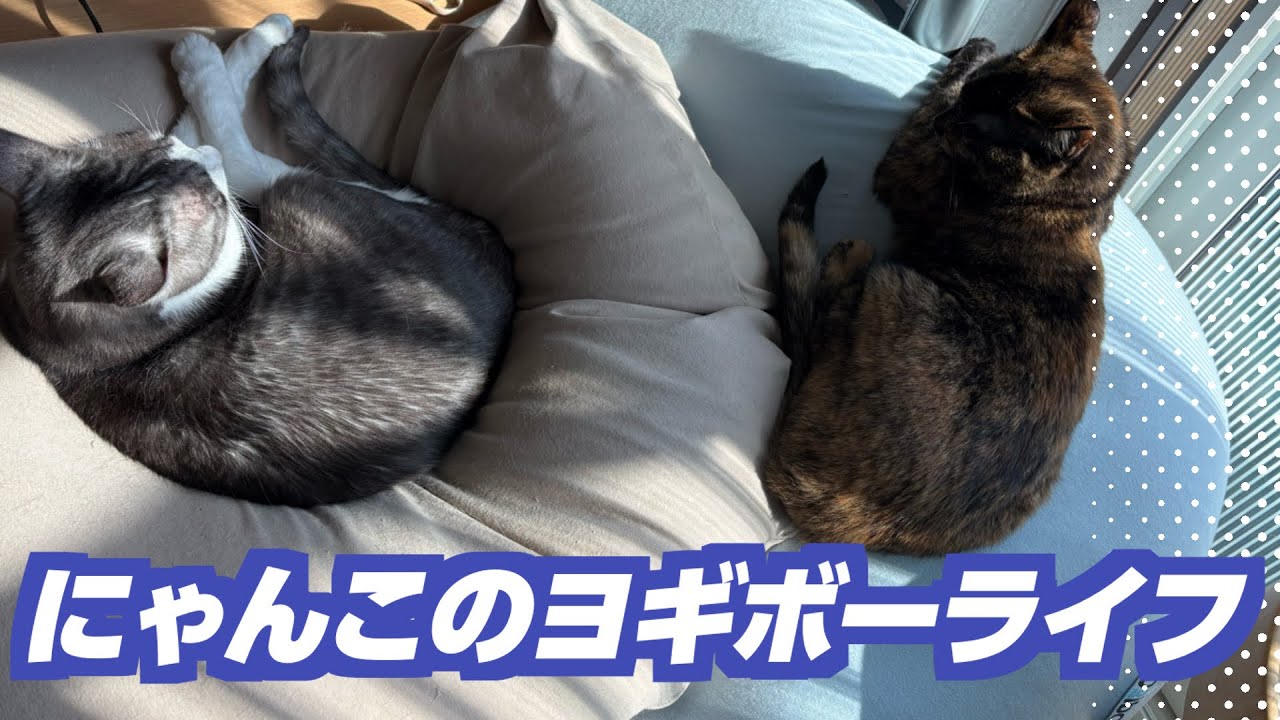 ヨギボーは猫たちのお気に入りになりました♪20260215