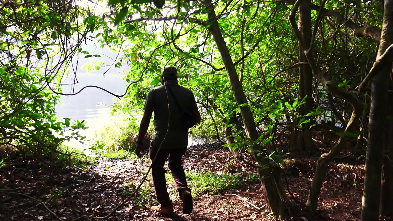 Wild elephant tracking at Thattekkadu Bird Sanctuary, Kerala, India.
