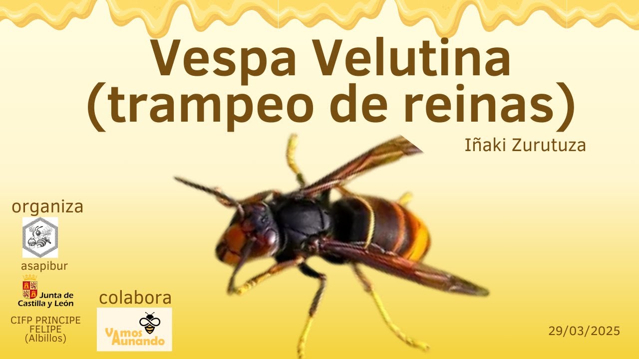 VESPA VELUTINA (avispa Asiática) TRAMPEO DE REINAS