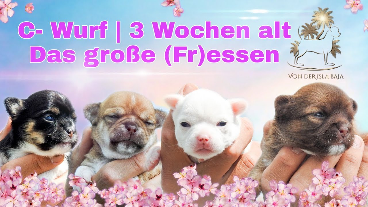 Chihuahuawelpen drei Wochen alt 💜