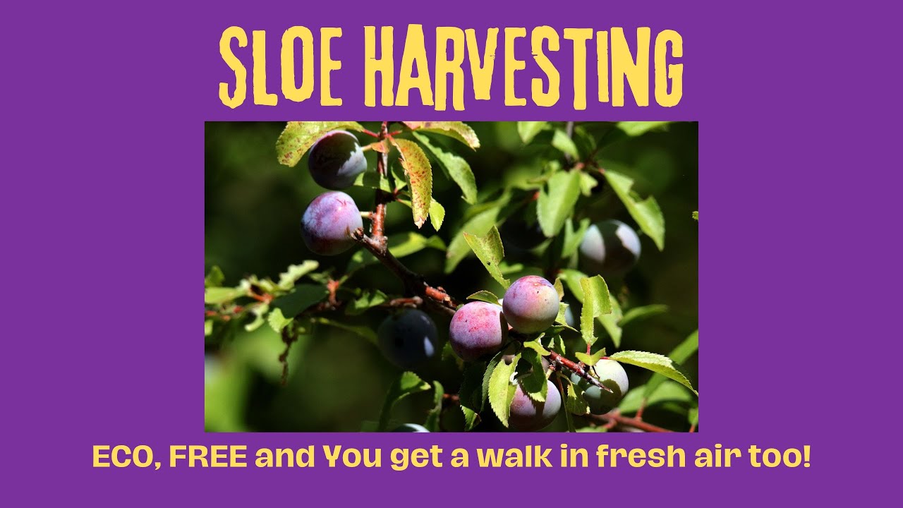 Harvest sloes for sloe gin or vodka                                            #sloe #sloeginrecipe