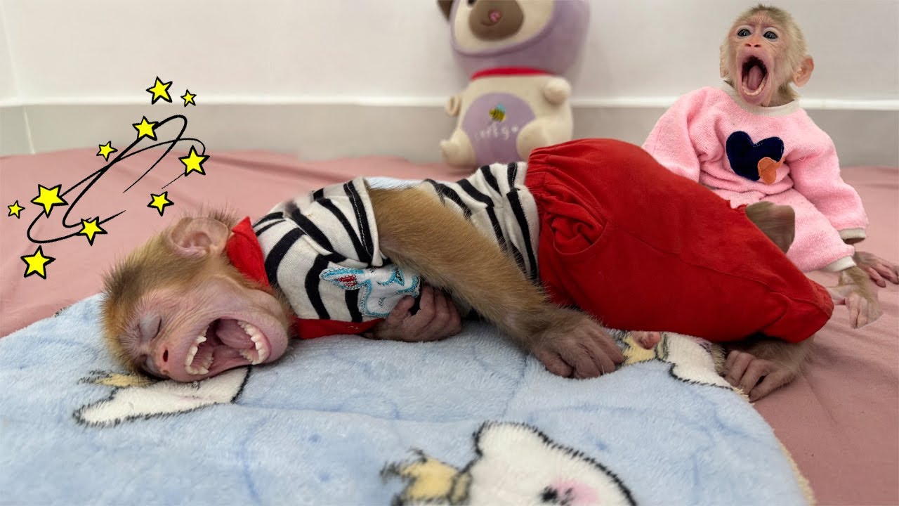 What nightmare made Lucky wake up with a start? The whole family couldn't sleep!