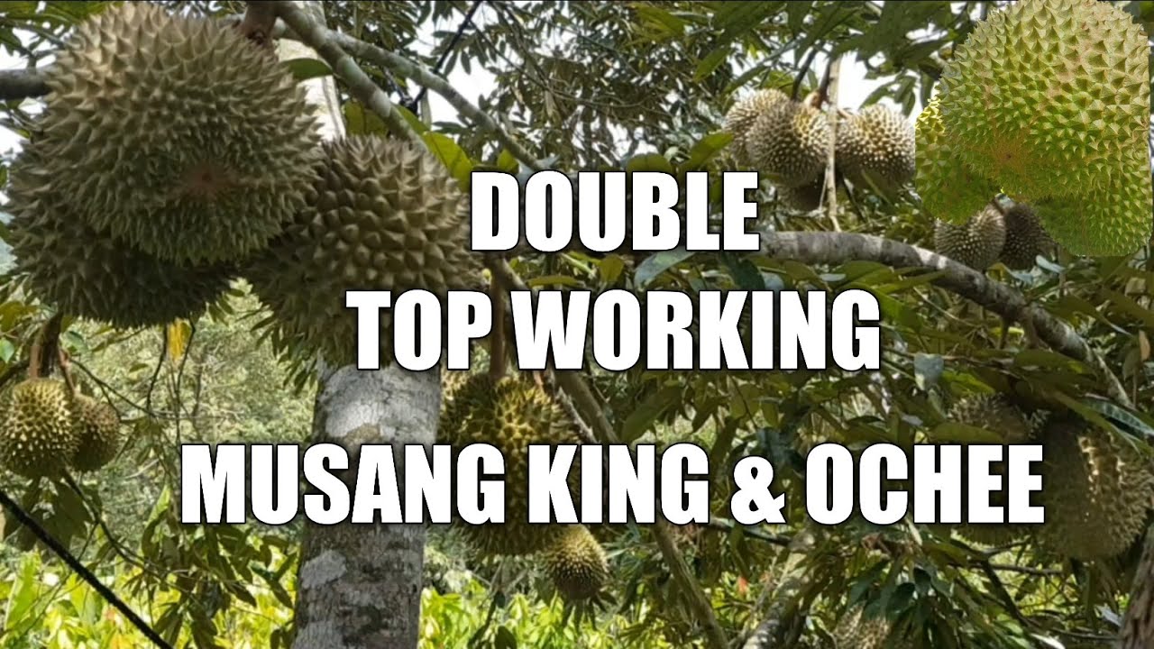 DOUBLE TOP WORKING DURIAN MUSANG KING & OCHEE BERHUAH LEBAT