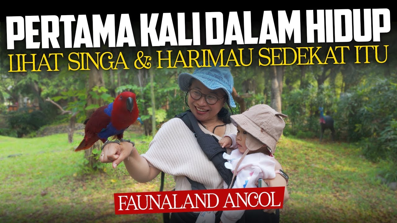 WAJIB AJAK KELUARGA KE SINI! LIHAT SINGA, HARIMAU HINGGA ATRAKSI BURUNG  FAUNALAND ANCOL