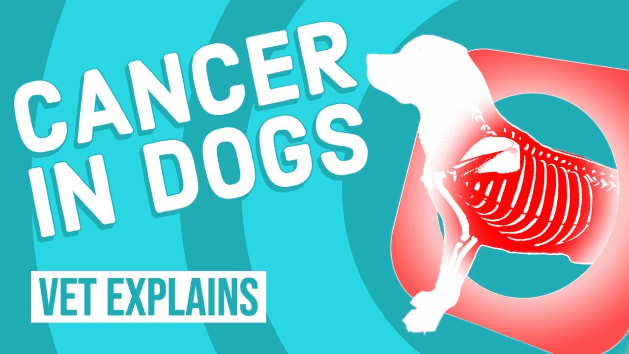 Cancer in Dogs