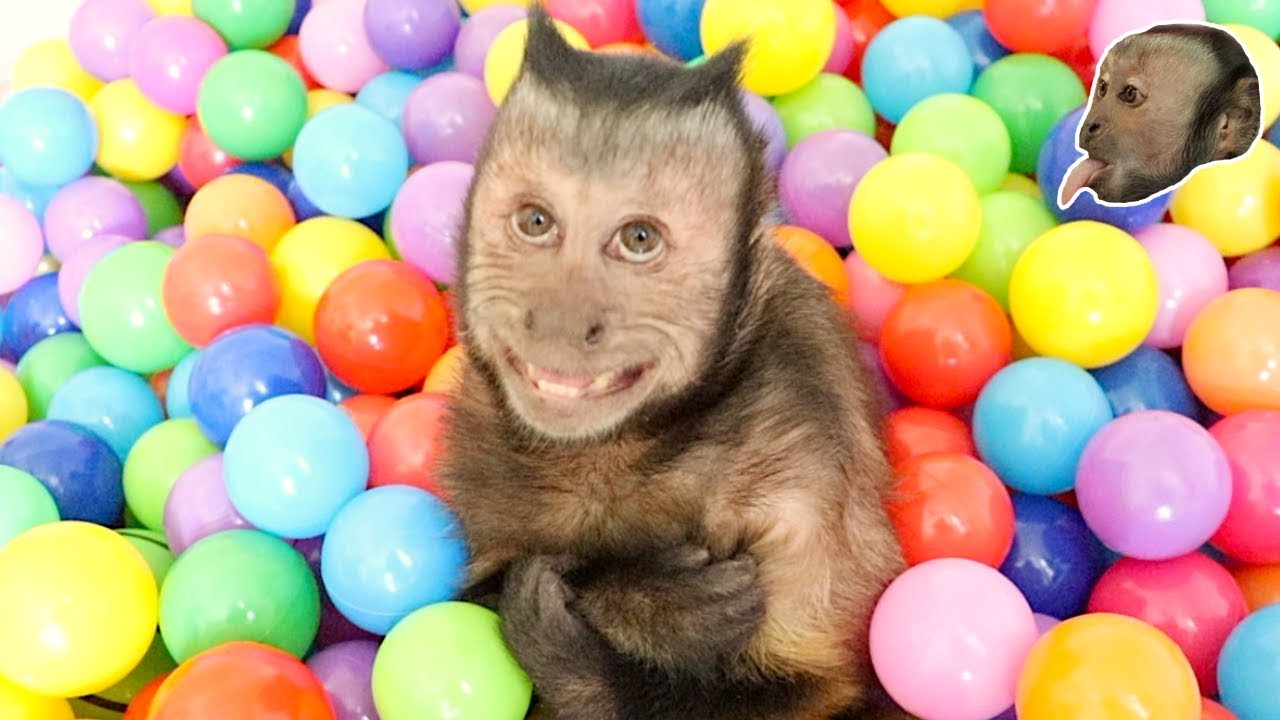 Capuchin Monkey Ball Pit Fun & Foraging! (FUNNY)