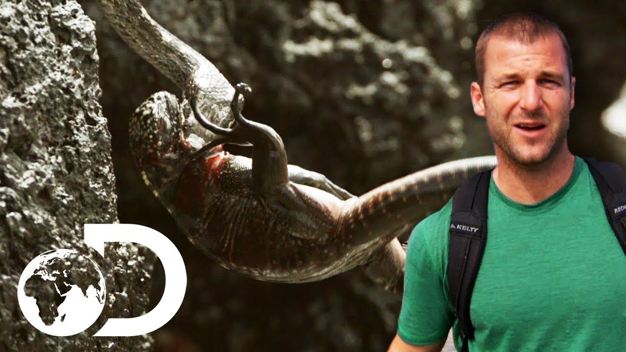 Snake Fights Baby Iguana To The Death | Deadly Islands