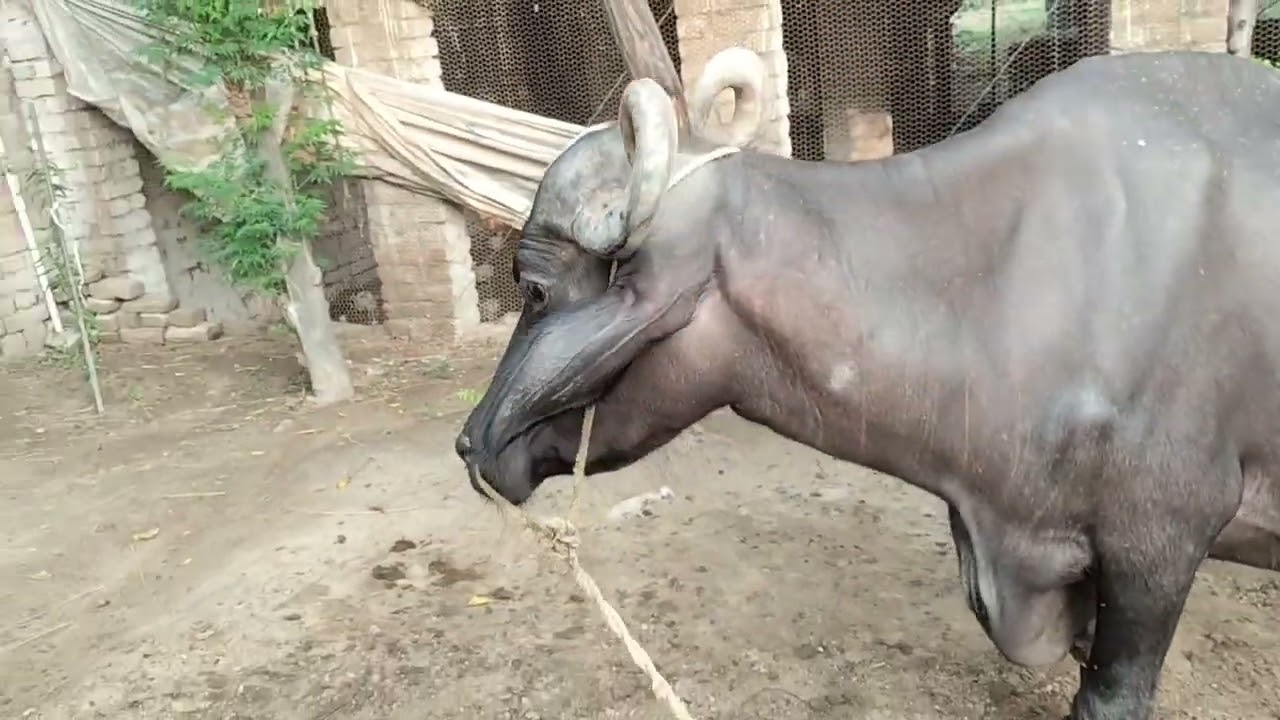 आज सुबह भैंस को बहुत लेट चारा दिया