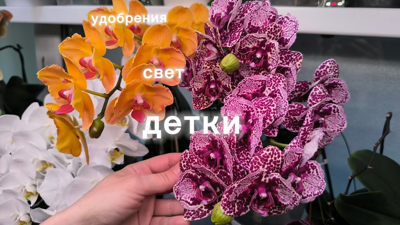 Удобрения, детки, свет 20.02.2026