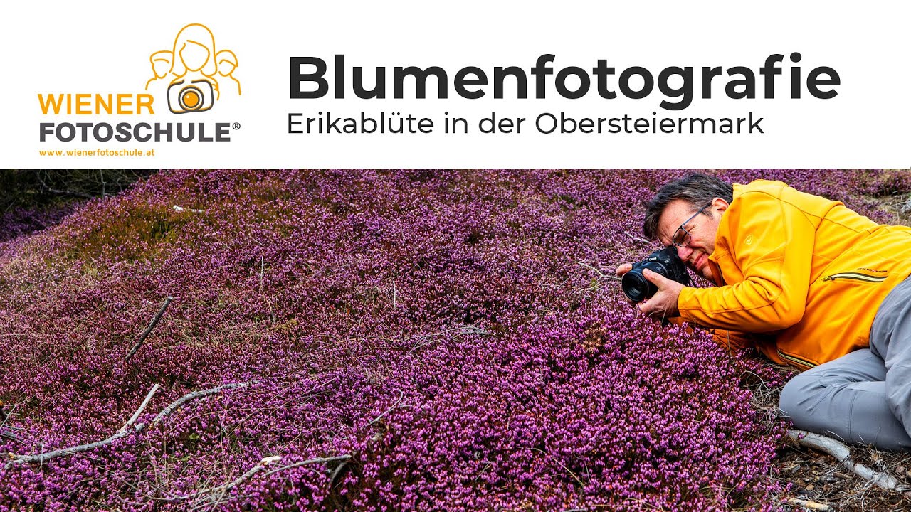 Blumenfotografie bei der Erikablüte im steirischen Murtal