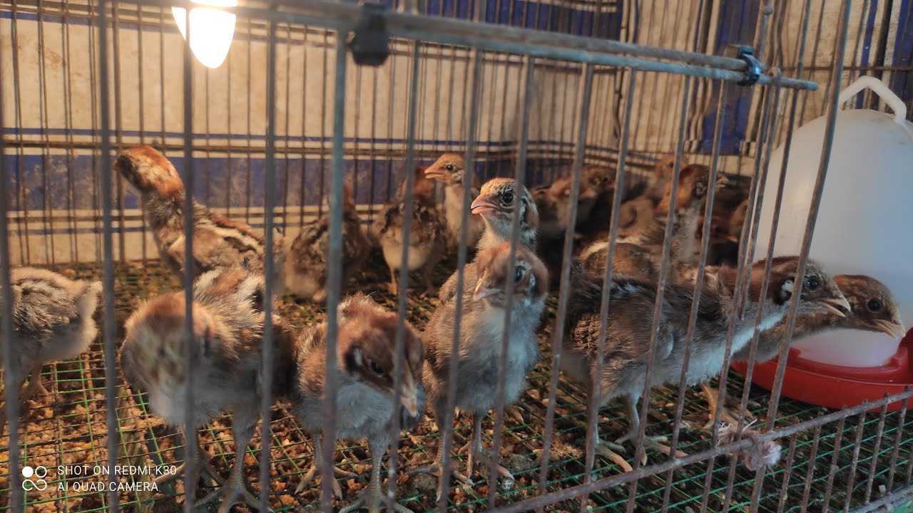 Nay 14/1/2025 bán gà con Ai Cập siêu trứng , gà một tuần tuổi 25k một con , ĐT 0772933305