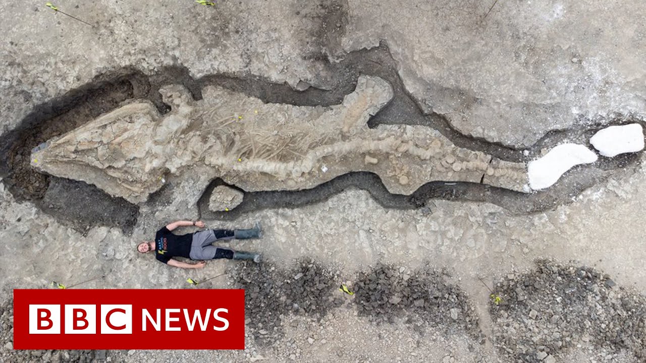 Huge fossilised 'sea dragon' found in UK - BBC News