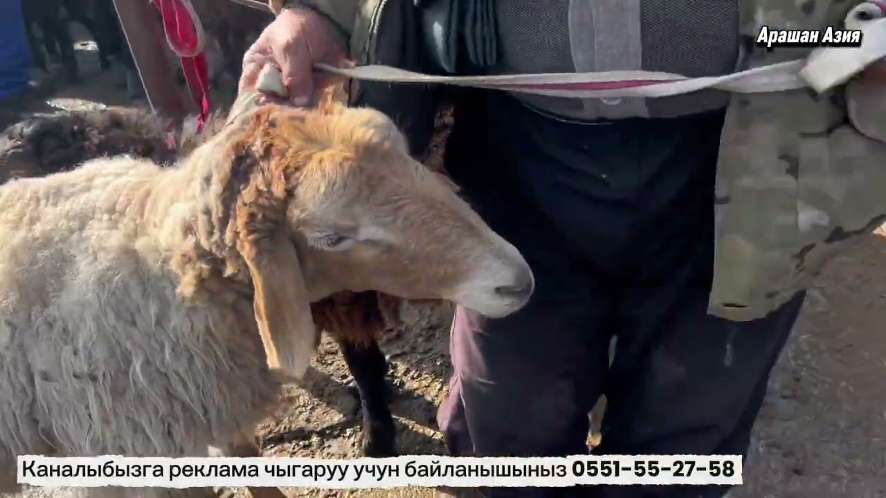 Койлор арзандады Кой базар 06.03.26 Благовещенка Жалалабад