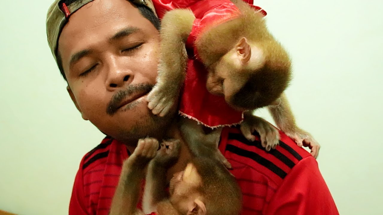 Lyly Boki Grooming Dad After Milk for Thank| Baby Monkey Loves Dad So Much