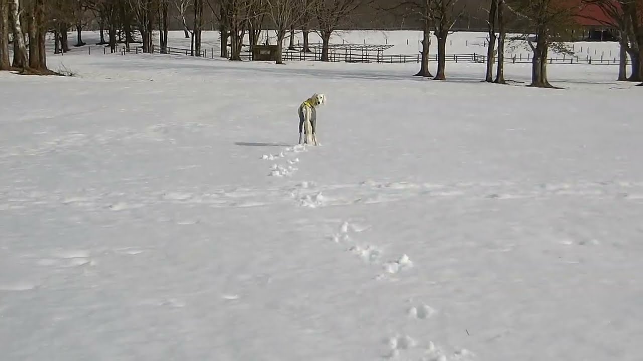 少しお疲れ。。黄色い惑星みしぇるさん🐾（Saluki）