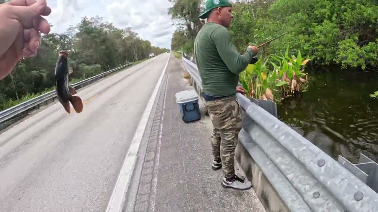 Pesca de mojaras en los Everglades 