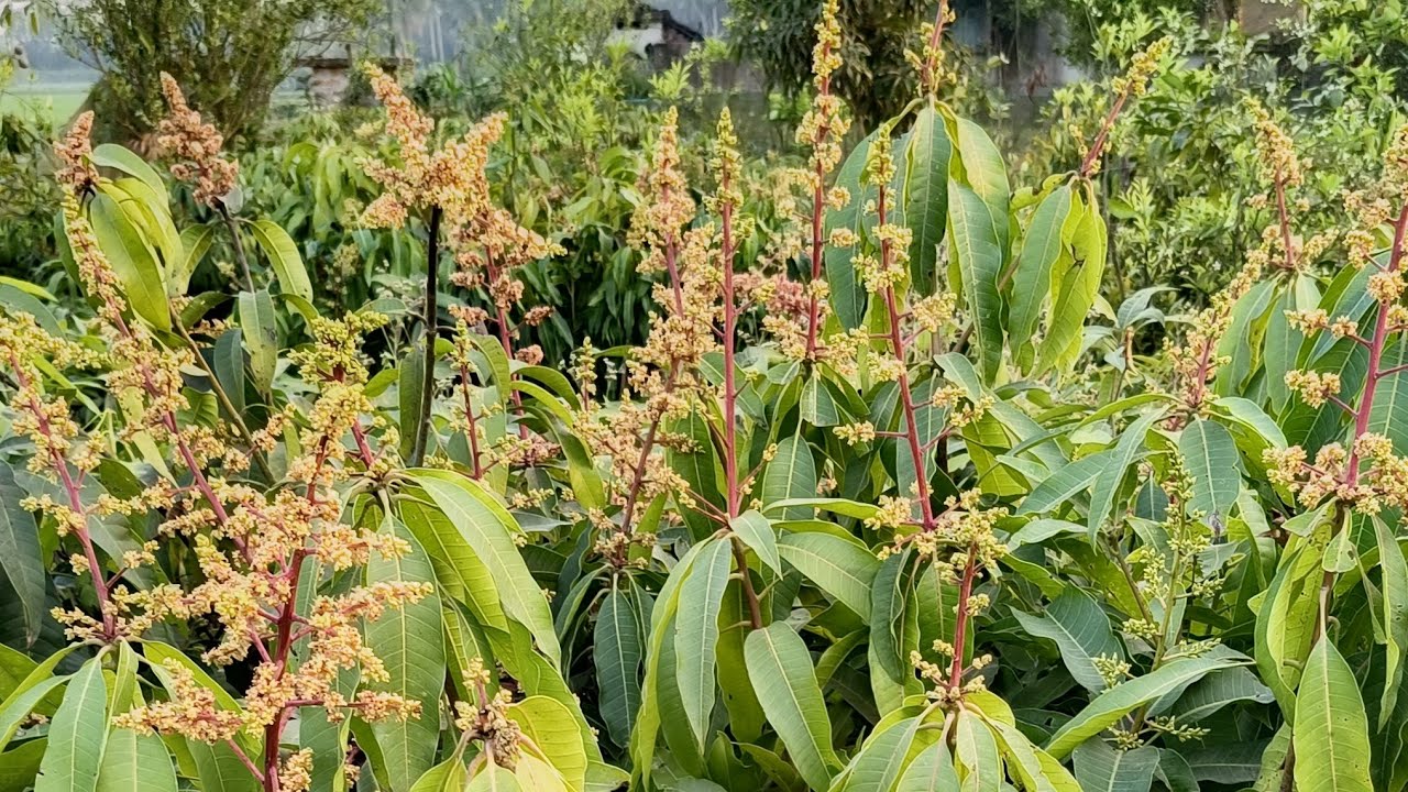 GREEN TREE PLANT NURSERY is live