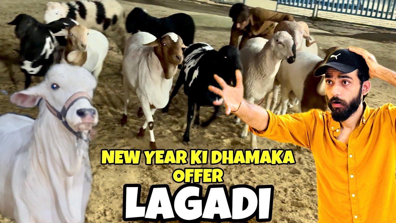 Shouqeeno Kay Leye Installment Offer Lagadi | Beauty New Entries♥️ | Kalay Panday😍 