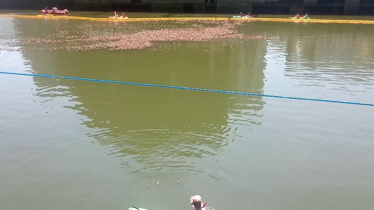 La VII Estropatada suelta 18 000 pi&ntilde;as de pino en la r&iacute;a de Bilbao