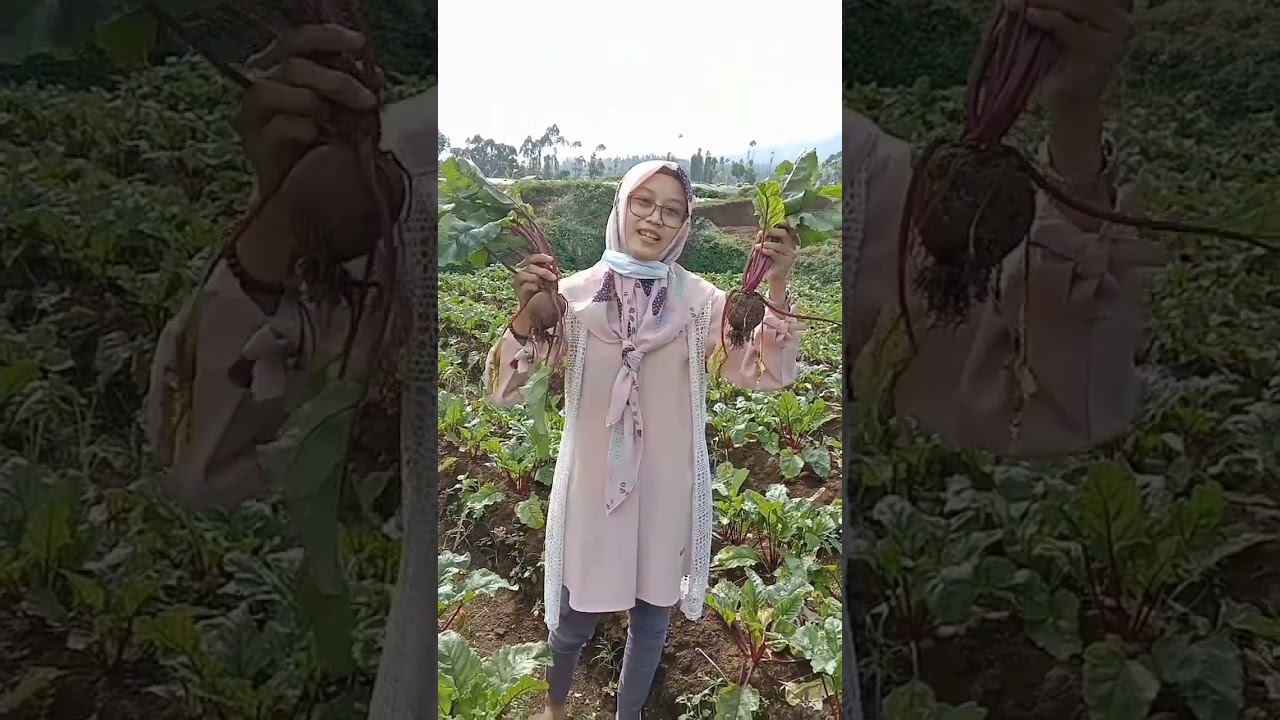 tetap berproses #farming #tangeranghits #farm #berkebunsayuran