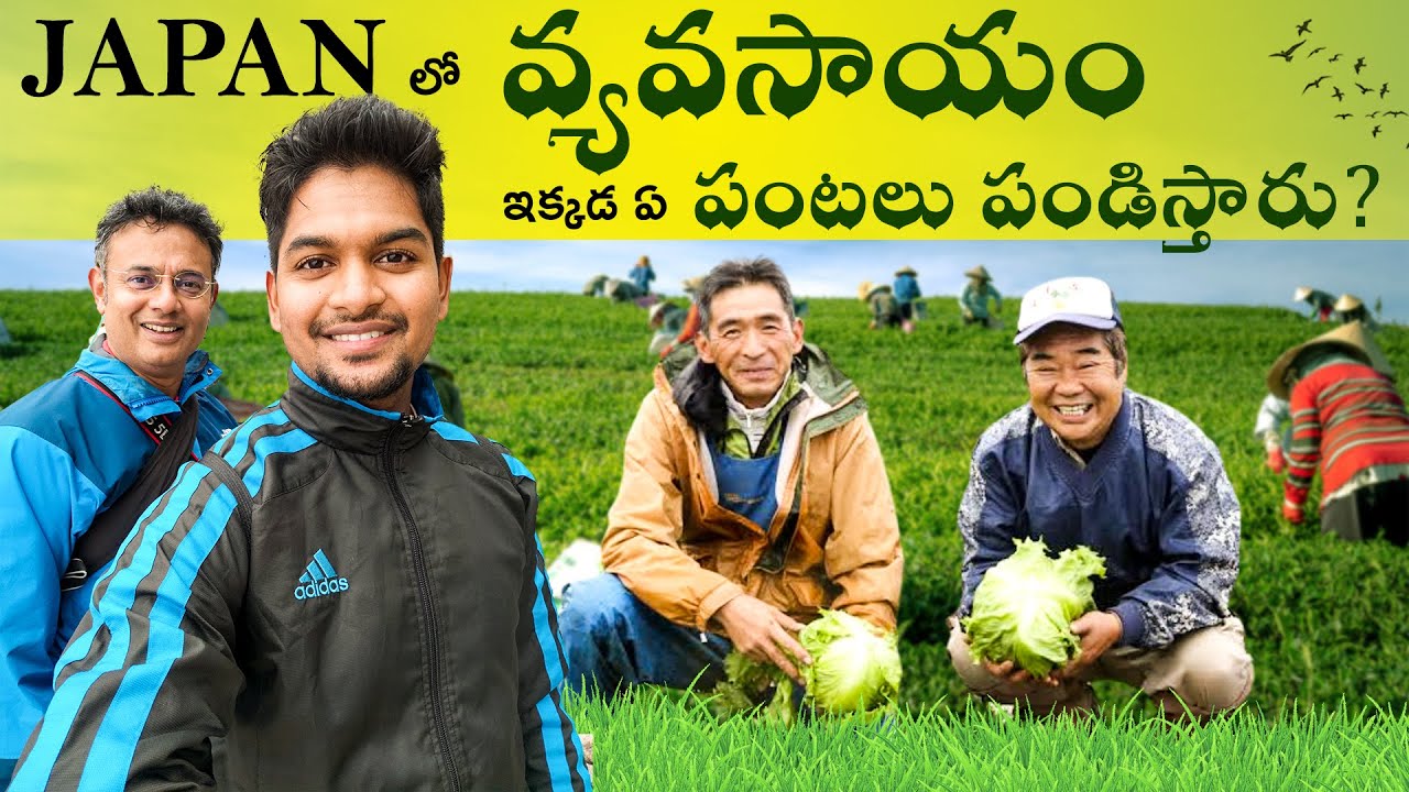 Inside Japan's Hi-tech Agricultural Farms in a Village | @Japan Sai