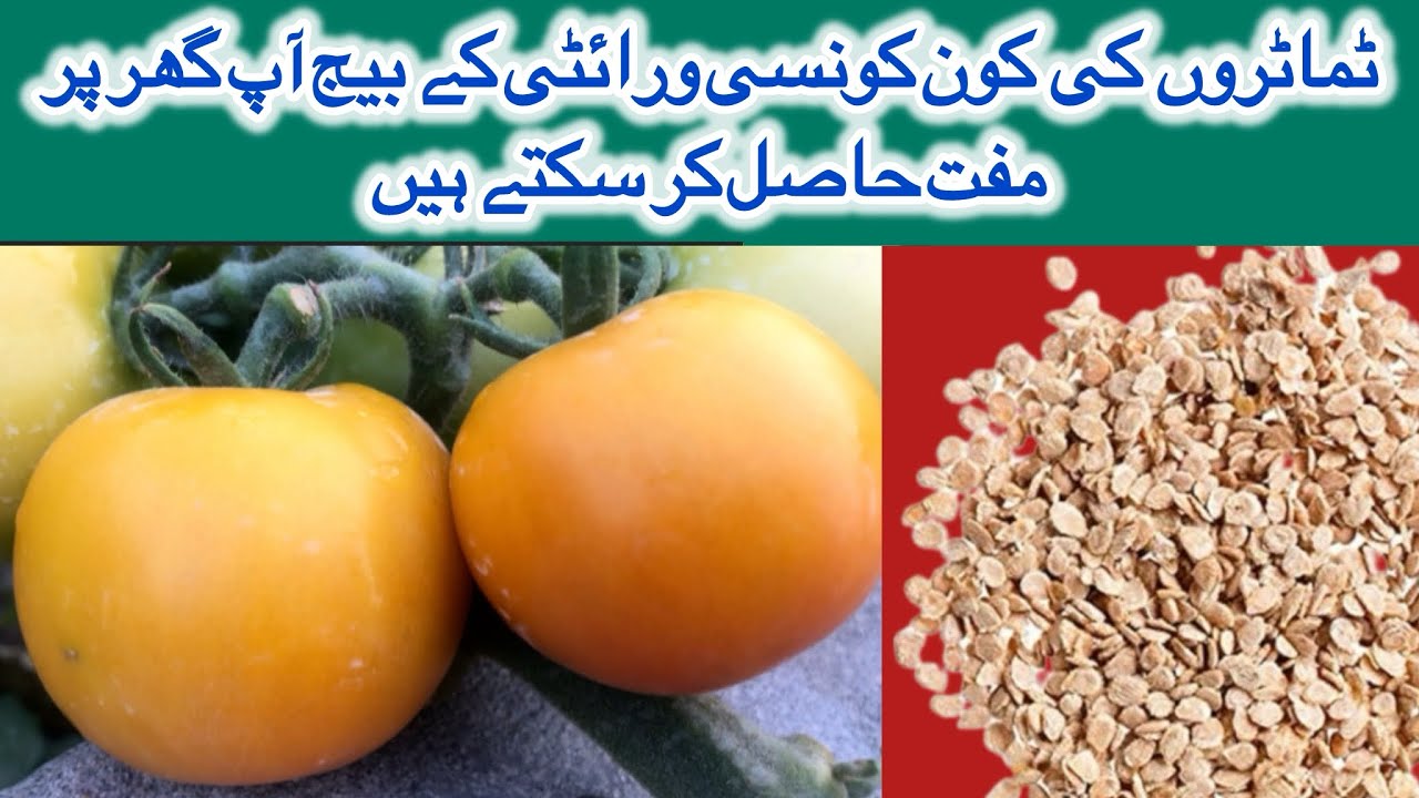 How to preserve Tomato seeds | Difference between Heirloom and Hybrid Seeds