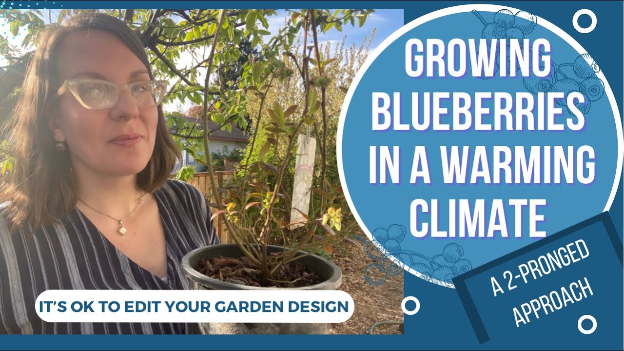 Strategies for Growing Blueberries in a Warming Climate: Assessing Needs, Finding Alternatives