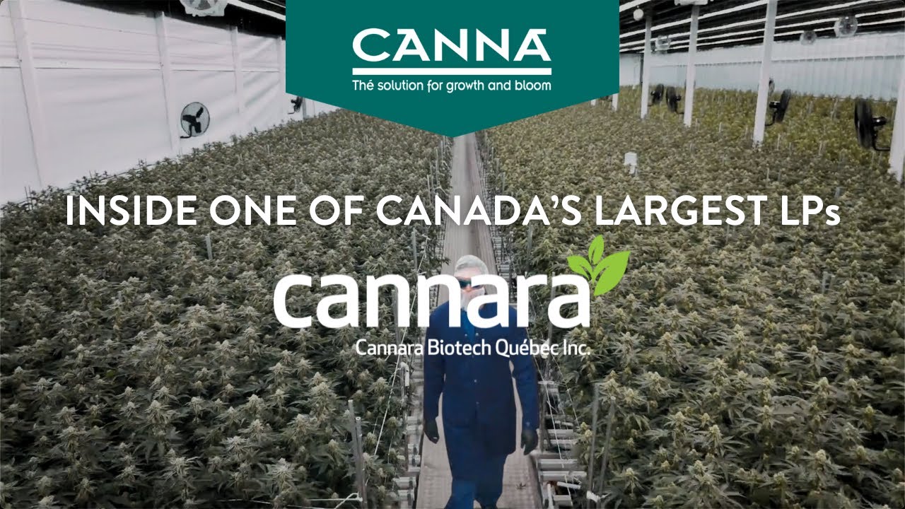 Inside Canada&rsquo;s Largest Cannabis Producer: Cannara Biotech&rsquo;s Success with CANNA Nutrients