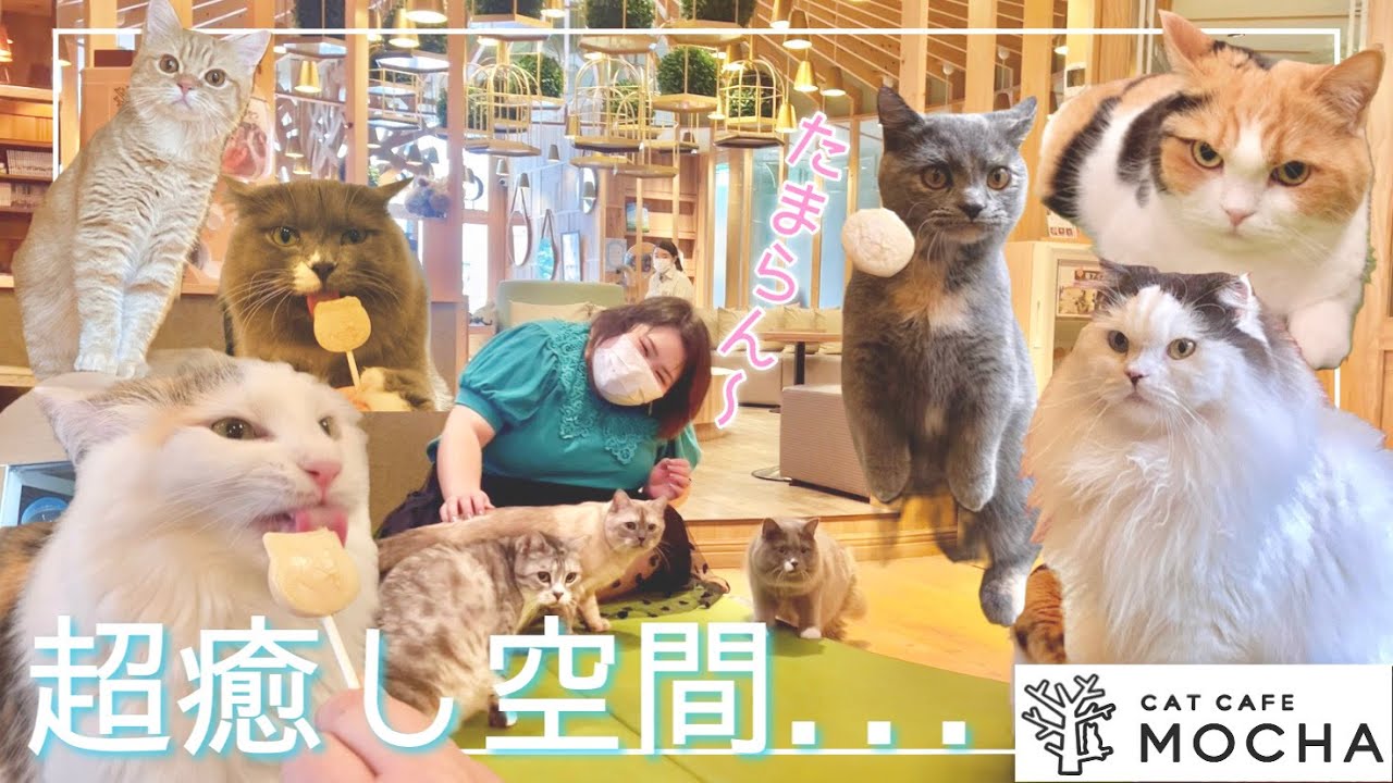 【ひたすらかわいい】猫カフェで沢山のねこちゃんたちと戯れてきた！ここは天国か....幸せ〜〜〜！！