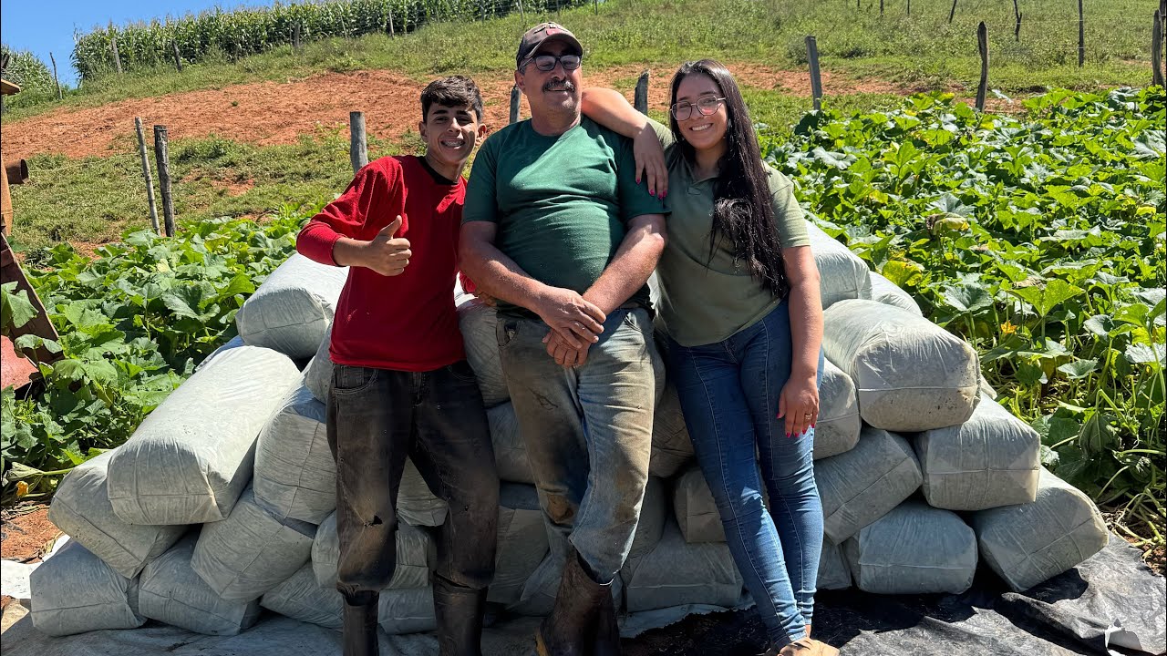 Dia de fazer selagem de  Capim açu #Roça #Sítio #Rotina #Selagem #Agro