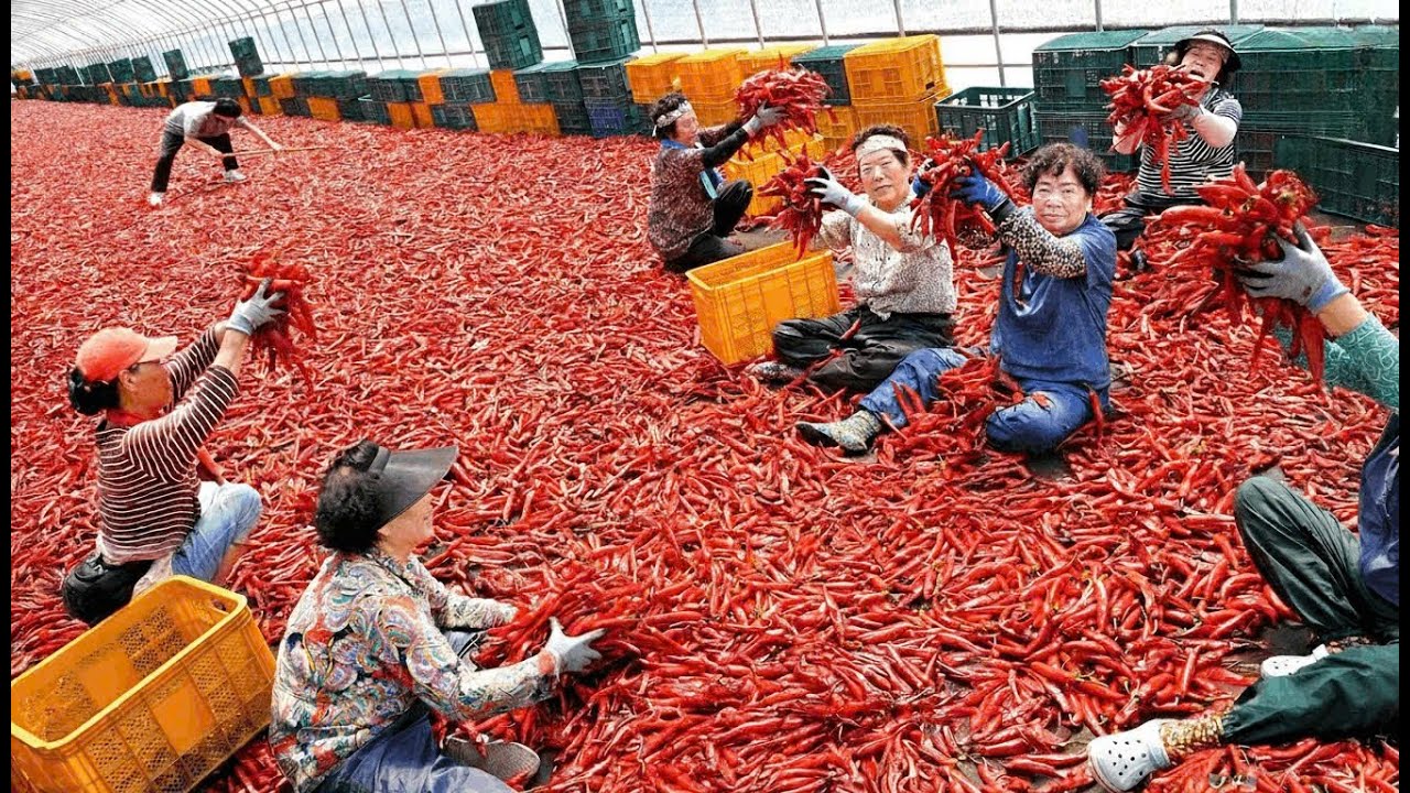 😱 10 Tons of Korean Red Pepper Powder a Day | Extreme Factory Job