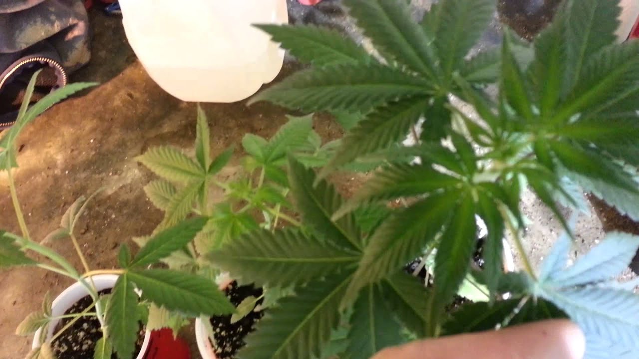 West coast masters genetics